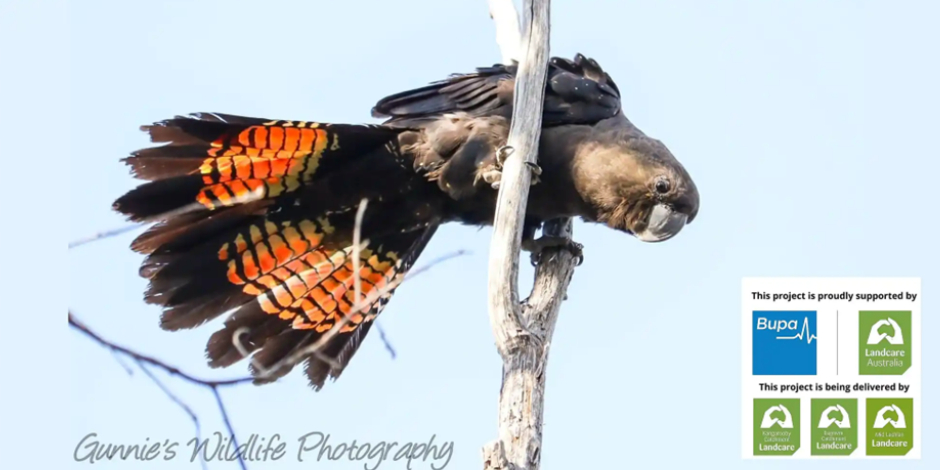 glossy black cockatoo tree planting day