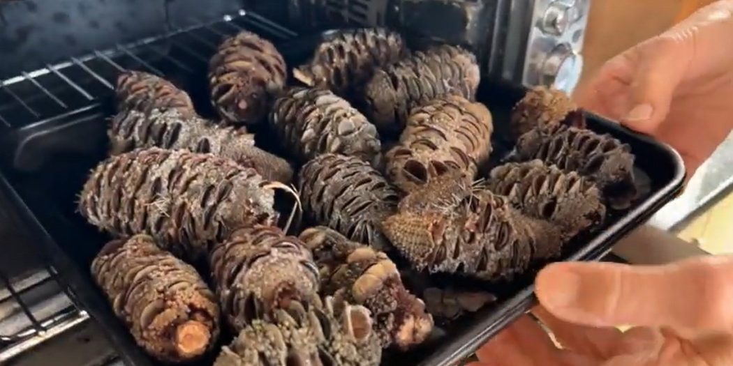 Blue Mountains seed collectors cooking banksias