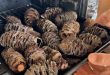Blue Mountains seed collectors cooking banksias
