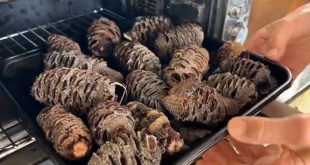 Blue Mountains seed collectors cooking banksias
