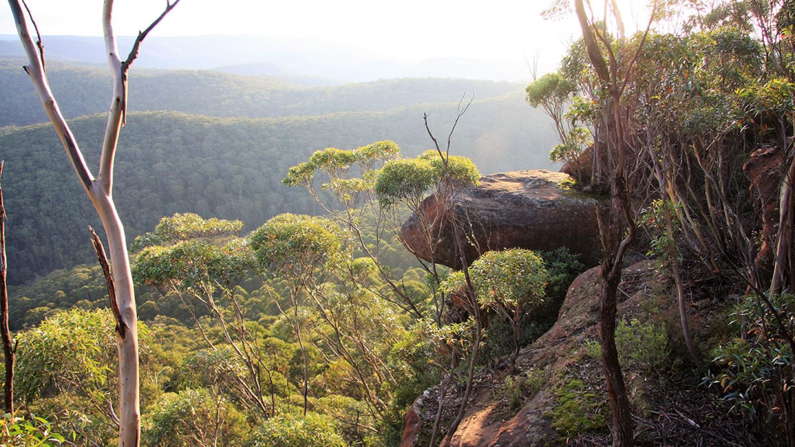 biodiversity discovery day 2025 in Katoomba
